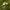 Aeshna cyanea - Mėlynžiedis laumžirgis | Fotografijos autorius : Zita Gasiūnaitė | © Macrogamta.lt | Šis tinklapis priklauso bendruomenei kuri domisi makro fotografija ir fotografuoja gyvąjį makro pasaulį.