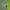 Žirninis amaras - Acyrthosiphon pisum | Fotografijos autorius : Gintautas Steiblys | © Macrogamta.lt | Šis tinklapis priklauso bendruomenei kuri domisi makro fotografija ir fotografuoja gyvąjį makro pasaulį.