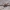Žiužiakojis - Phrynichus jayakari | Fotografijos autorius : Žilvinas Pūtys | © Macrogamta.lt | Šis tinklapis priklauso bendruomenei kuri domisi makro fotografija ir fotografuoja gyvąjį makro pasaulį.