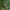 Įvairiaspalvė žolblakė - Lygus rugulipennis | Fotografijos autorius : Vidas Brazauskas | © Macrogamta.lt | Šis tinklapis priklauso bendruomenei kuri domisi makro fotografija ir fotografuoja gyvąjį makro pasaulį.