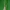 Skeltagalvė žolblakė - Notostira elongata | Fotografijos autorius : Vidas Brazauskas | © Macrogamta.lt | Šis tinklapis priklauso bendruomenei kuri domisi makro fotografija ir fotografuoja gyvąjį makro pasaulį.