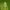 Žolblakė - Lygus sp, nimfa | Fotografijos autorius : Vidas Brazauskas | © Macrogamta.lt | Šis tinklapis priklauso bendruomenei kuri domisi makro fotografija ir fotografuoja gyvąjį makro pasaulį.