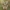 Žolinis verpikas - Malacosoma castrensis ♂ | Fotografijos autorius : Žilvinas Pūtys | © Macrogamta.lt | Šis tinklapis priklauso bendruomenei kuri domisi makro fotografija ir fotografuoja gyvąjį makro pasaulį.