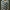 Žolinis verpikas - Malacosoma castrensis, kiaušiniai | Fotografijos autorius : Žilvinas Pūtys | © Macrogamta.lt | Šis tinklapis priklauso bendruomenei kuri domisi makro fotografija ir fotografuoja gyvąjį makro pasaulį.