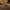 Žvaigždinis sferobolis - Sphaerobolus stellatus | Fotografijos autorius : Ramunė Vakarė | © Macrogamta.lt | Šis tinklapis priklauso bendruomenei kuri domisi makro fotografija ir fotografuoja gyvąjį makro pasaulį.