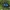 Žvilgantysis mėšlavabalis - Trypocopris vernalis | Fotografijos autorius : Žilvinas Pūtys | © Macrogamta.lt | Šis tinklapis priklauso bendruomenei kuri domisi makro fotografija ir fotografuoja gyvąjį makro pasaulį.