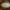 Žvilgvabalis - Pocadius ferrugineus, lėliukė | Fotografijos autorius : Žilvinas Pūtys | © Macrogamta.lt | Šis tinklapis priklauso bendruomenei kuri domisi makro fotografija ir fotografuoja gyvąjį makro pasaulį.
