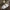 Žvynabudėlė - Echinoderma sp. | Fotografijos autorius : Kazimieras Martinaitis | © Macrogamta.lt | Šis tinklapis priklauso bendruomenei kuri domisi makro fotografija ir fotografuoja gyvąjį makro pasaulį.
