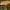 Gražioji skujagalvė - Pholiota flammans | Fotografijos autorius : Gintautas Steiblys | © Macrogamta.lt | Šis tinklapis priklauso bendruomenei kuri domisi makro fotografija ir fotografuoja gyvąjį makro pasaulį.