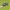 Žygiškasis elniavabalis - Platycerus caraboides | Fotografijos autorius : Nomeda Vėlavičienė | © Macrogamta.lt | Šis tinklapis priklauso bendruomenei kuri domisi makro fotografija ir fotografuoja gyvąjį makro pasaulį.