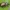 Žygiškasis elniavabalis - Platycerus caraboides f. rufipes | Fotografijos autorius : Gintautas Steiblys | © Macrogamta.lt | Šis tinklapis priklauso bendruomenei kuri domisi makro fotografija ir fotografuoja gyvąjį makro pasaulį.