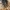 Juodasis smiltžygis - Pterostichus niger | Fotografijos autorius : Vidas Brazauskas | © Macrogamta.lt | Šis tinklapis priklauso bendruomenei kuri domisi makro fotografija ir fotografuoja gyvąjį makro pasaulį.