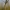 Dvidešimtketurtaškė boružė - Subcoccinella vigintiquatuorpunctata, lerva | Fotografijos autorius : Agnė Našlėnienė | © Macronature.eu | Macro photography web site