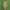 Dvidešimtketurtaškė boružė - Subcoccinella vigintiquatuorpunctata, lerva | Fotografijos autorius : Žilvinas Pūtys | © Macronature.eu | Macro photography web site