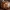 Aštuoniolikataškė boružė - Myrrha octodecimguttata | Fotografijos autorius : Žilvinas Pūtys | © Macrogamta.lt | Šis tinklapis priklauso bendruomenei kuri domisi makro fotografija ir fotografuoja gyvąjį makro pasaulį.