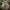 Agaricus subperonatus | Fotografijos autorius : Vitalij Drozdov | © Macrogamta.lt | Šis tinklapis priklauso bendruomenei kuri domisi makro fotografija ir fotografuoja gyvąjį makro pasaulį.