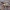 Rytinis piltuvininkas - Agelena orientalis ♂ | Fotografijos autorius : Gintautas Steiblys | © Macrogamta.lt | Šis tinklapis priklauso bendruomenei kuri domisi makro fotografija ir fotografuoja gyvąjį makro pasaulį.