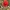 Aguona birulė - Papaver rhoeas | Fotografijos autorius : Gintautas Steiblys | © Macrogamta.lt | Šis tinklapis priklauso bendruomenei kuri domisi makro fotografija ir fotografuoja gyvąjį makro pasaulį.