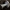 Aitrusis baltikas - Tricholoma sciodes ? | Fotografijos autorius : Aleksandras Stabrauskas | © Macrogamta.lt | Šis tinklapis priklauso bendruomenei kuri domisi makro fotografija ir fotografuoja gyvąjį makro pasaulį.