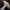 Aitrusis baltikas - Tricholoma sciodes ? | Fotografijos autorius : Aleksandras Stabrauskas | © Macrogamta.lt | Šis tinklapis priklauso bendruomenei kuri domisi makro fotografija ir fotografuoja gyvąjį makro pasaulį.