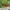 Akiuotasis šerdgraužis - Oberea oculata  | Fotografijos autorius : Oskaras Venckus | © Macrogamta.lt | Šis tinklapis priklauso bendruomenei kuri domisi makro fotografija ir fotografuoja gyvąjį makro pasaulį.
