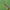 Akiuotasis šerdgraužis - Oberea oculata | Fotografijos autorius : Gintautas Steiblys | © Macrogamta.lt | Šis tinklapis priklauso bendruomenei kuri domisi makro fotografija ir fotografuoja gyvąjį makro pasaulį.