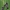 Akiuotasis sfinksas - Smerinthus ocellata | Fotografijos autorius : Agnė Našlėnienė | © Macrogamta.lt | Šis tinklapis priklauso bendruomenei kuri domisi makro fotografija ir fotografuoja gyvąjį makro pasaulį.