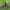 Akiuotasis sfinksas - Smerinthus ocellata | Fotografijos autorius : Žilvinas Pūtys | © Macrogamta.lt | Šis tinklapis priklauso bendruomenei kuri domisi makro fotografija ir fotografuoja gyvąjį makro pasaulį.