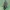 Akiuotoji boružė - Anatis ocellata, lerva | Fotografijos autorius : Gintautas Steiblys | © Macrogamta.lt | Šis tinklapis priklauso bendruomenei kuri domisi makro fotografija ir fotografuoja gyvąjį makro pasaulį.