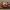 Akiuotoji boružė - Anatis ocellata | Fotografijos autorius : Žilvinas Pūtys | © Macrogamta.lt | Šis tinklapis priklauso bendruomenei kuri domisi makro fotografija ir fotografuoja gyvąjį makro pasaulį.