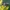 Aklys - Chrysops viduatus ♀ | Fotografijos autorius : Žilvinas Pūtys | © Macrogamta.lt | Šis tinklapis priklauso bendruomenei kuri domisi makro fotografija ir fotografuoja gyvąjį makro pasaulį.
