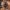 Karklinė smaragdina - Smaragdina salicina | Fotografijos autorius : Žilvinas Pūtys | © Macrogamta.lt | Šis tinklapis priklauso bendruomenei kuri domisi makro fotografija ir fotografuoja gyvąjį makro pasaulį.