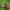 Alksninis strėlinukas - Acronicta alni, jaunas vikšras | Fotografijos autorius : Gintautas Steiblys | © Macrogamta.lt | Šis tinklapis priklauso bendruomenei kuri domisi makro fotografija ir fotografuoja gyvąjį makro pasaulį.
