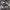 Alksninis strėlinukas - Acronicta alni | Fotografijos autorius : Žilvinas Pūtys | © Macrogamta.lt | Šis tinklapis priklauso bendruomenei kuri domisi makro fotografija ir fotografuoja gyvąjį makro pasaulį.