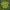 Pražangialapė blužnutė - Chrysosplenium alternifolium | Fotografijos autorius : Gintautas Steiblys | © Macronature.eu | Macro photography web site