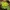 Pražangialapė blužnutė - Chrysosplenium alternifolium | Fotografijos autorius : Vidas Brazauskas | © Macronature.eu | Macro photography web site