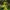 Alternate-leaved golden-saxifrage - Chrysosplenium alternifolium | Fotografijos autorius : Gintautas Steiblys | © Macronature.eu | Macro photography web site