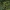 Alternate-leaved golden-saxifrage - Chrysosplenium alternifolium | Fotografijos autorius : Kęstutis Obelevičius | © Macronature.eu | Macro photography web site