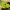 Pražangialapė blužnutė - Chrysosplenium alternifolium | Fotografijos autorius : Vidas Brazauskas | © Macronature.eu | Macro photography web site