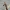 Alyvinė kandis - Gracillaria syringella | Fotografijos autorius : Arūnas Eismantas | © Macrogamta.lt | Šis tinklapis priklauso bendruomenei kuri domisi makro fotografija ir fotografuoja gyvąjį makro pasaulį.