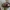 Amerikinis puošnys - Chrysolina americana | Fotografijos autorius : Žilvinas Pūtys | © Macrogamta.lt | Šis tinklapis priklauso bendruomenei kuri domisi makro fotografija ir fotografuoja gyvąjį makro pasaulį.