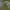 Ančiasnapė šilingė - Lysimachia clethroides | Fotografijos autorius : Kęstutis Obelevičius | © Macrogamta.lt | Šis tinklapis priklauso bendruomenei kuri domisi makro fotografija ir fotografuoja gyvąjį makro pasaulį.