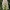 Anacamptis pyramidalis var. albiflora | Fotografijos autorius : Gintautas Steiblys | © Macrogamta.lt | Šis tinklapis priklauso bendruomenei kuri domisi makro fotografija ir fotografuoja gyvąjį makro pasaulį.