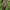 Anatolinė gegužraibė - Orchis anatolica | Fotografijos autorius : Gintautas Steiblys | © Macronature.eu | Macro photography web site