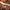 Ankstyvojo stiklasparnio - Synanthedon culiciformis vikšras ?? | Fotografijos autorius : Gintautas Steiblys | © Macrogamta.lt | Šis tinklapis priklauso bendruomenei kuri domisi makro fotografija ir fotografuoja gyvąjį makro pasaulį.