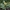 Perluotis - Anthyllis circinnata | Fotografijos autorius : Žilvinas Pūtys | © Macronature.eu | Macro photography web site