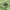 Apionas - Oxystoma cerdo ♀ | Fotografijos autorius : Vidas Brazauskas | © Macrogamta.lt | Šis tinklapis priklauso bendruomenei kuri domisi makro fotografija ir fotografuoja gyvąjį makro pasaulį.