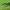 Apionas - Oxystoma ochropus | Fotografijos autorius : Vidas Brazauskas | © Macrogamta.lt | Šis tinklapis priklauso bendruomenei kuri domisi makro fotografija ir fotografuoja gyvąjį makro pasaulį.