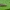 Apsiuva - Hydropsyche pellucidula ♀ | Fotografijos autorius : Žilvinas Pūtys | © Macrogamta.lt | Šis tinklapis priklauso bendruomenei kuri domisi makro fotografija ir fotografuoja gyvąjį makro pasaulį.
