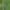 Apsiuva - Hydropsyche pellucidula ♀ | Fotografijos autorius : Gintautas Steiblys | © Macrogamta.lt | Šis tinklapis priklauso bendruomenei kuri domisi makro fotografija ir fotografuoja gyvąjį makro pasaulį.